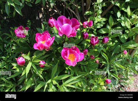 England Dorset Garden Flowers Peony Globe Of Light Peter Baker Stock