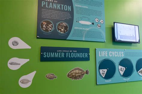 Life Cycle of the Summer Flounder — Keith Kratz - Illustration