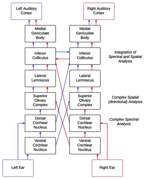 3 Auditory Neural Pathway And Ipsilateral And Contralateral