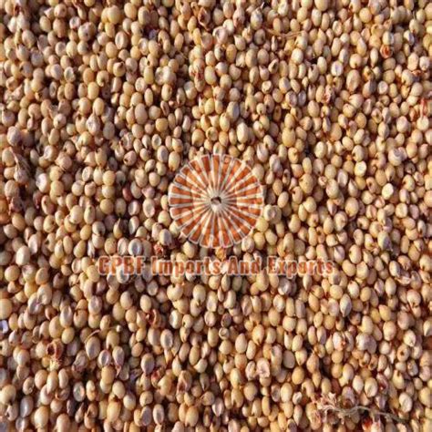 Sorghum Cattle Feed Exporter Sorghum Cattle Feed Supplier From Ujjain India