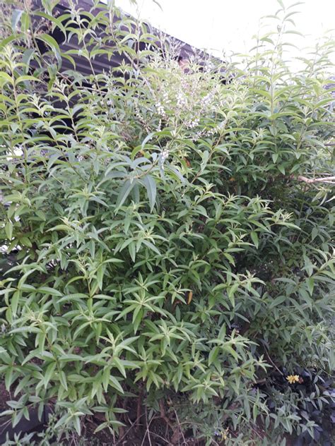 The Health Benefits And Uses Of Lemon Verbena Hubpages