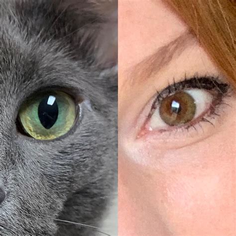 Central Heterochromia Cat