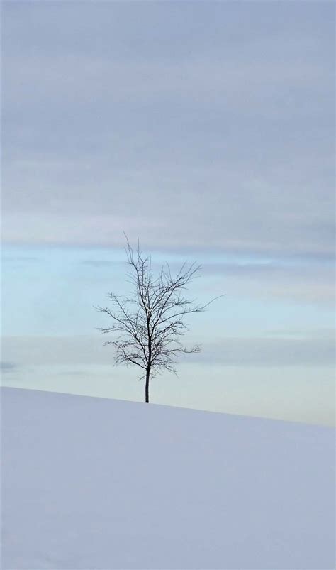 A Lone Tree In The Middle Of A Snow Covered Field With No Leaves On It