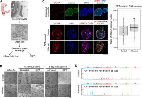 Frontiers Unraveling The Impact Of A Germline Heterozygous Pold