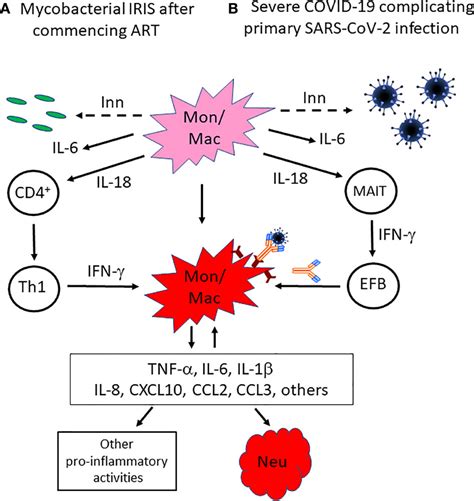 Frontiers Covid 19 And Hiv Associated Immune Reconstitution