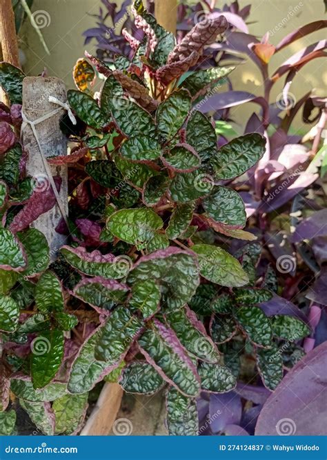 Purple Waffle Plant in the Garden Stock Image - Image of perennial