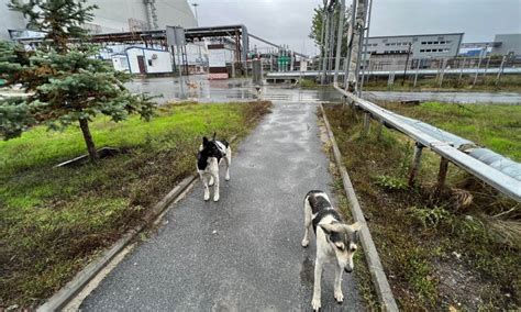 Die Einzigartige Dna Der Halbwilden Hunde Von Tschernobyl Mensch