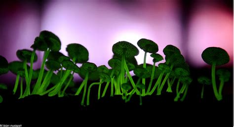 Bioluminescent Fungi Natures Night Light Gretchen Coffman