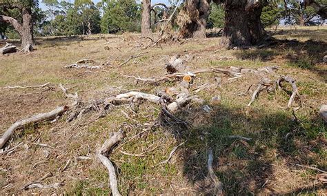 Property Clean Up Macedon Ranges Reynolds Rural Contracting