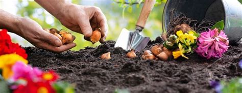 Understanding Corms, Bulbs, Tubers, and Rhizomes - The Habitat