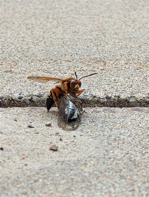 Cicada Killers R Insects