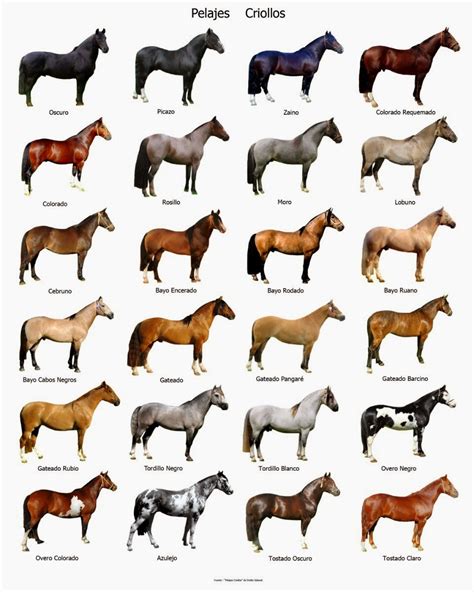 Imagenes De Caballos Bellos Tipos De Caballos Y Caracteristicas