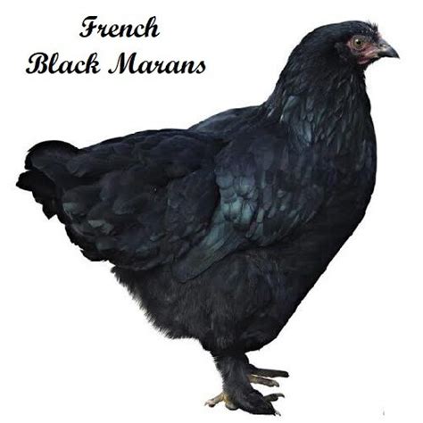 French Black Marans The Chick Hatchery