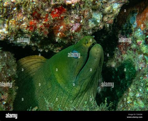 Panamic Green Moray Gymnothorax Castaneus Stock Photo Alamy