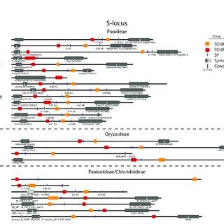 Structure Of The S Locus In Different Grass Subfamilies Structure Of