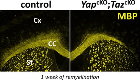 Glia | Neurobiology Journal | Wiley Online Library