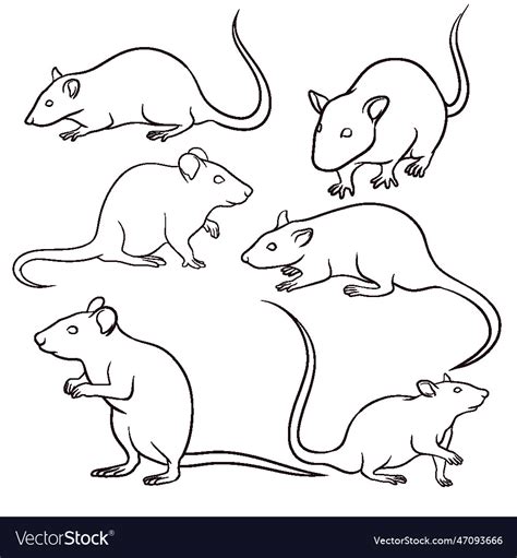 Set Of Hand Drawn Rat Royalty Free Vector Image