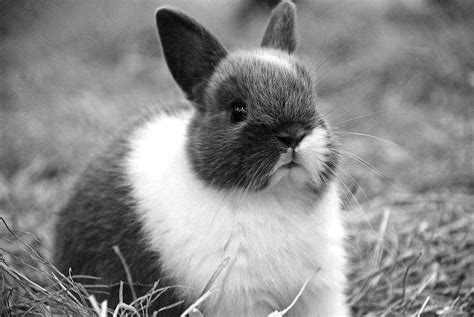 Netherland Dwarf Rabbit Most Adorable Netherland Dwarf Rab Flickr