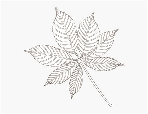 Buckeye Leaf - Maple Leaf, HD Png Download - kindpng