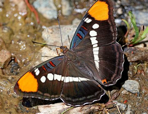 California Sister Butterfly, size, photographs, life cycle, characteristics