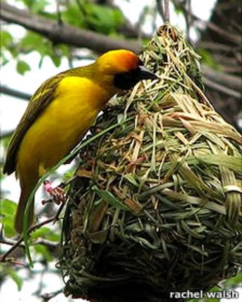 Las Aves Aprenden A Construir Nidos Bbc News Mundo