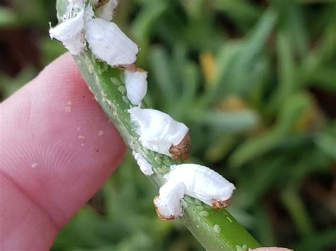 37 Types Of Scale Insects Pictures And Identification Guide