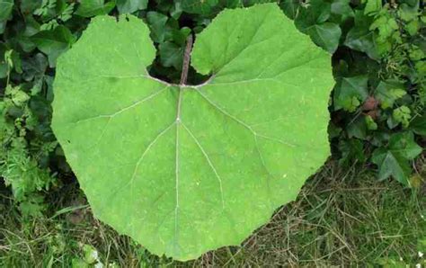 Farfaraccio Petasites hibridus Caratteristiche e proprietà