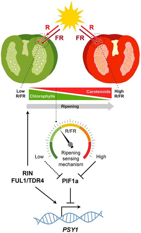 Self Shading Model For The Light Mediated Modulation Of Carotenoid