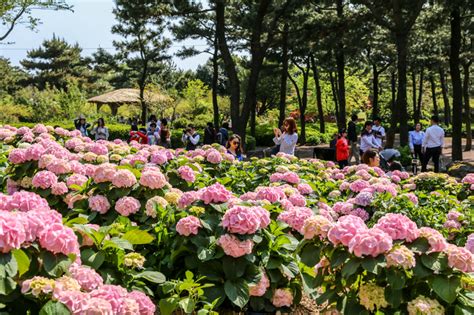 휴애리공원 봄 수국축제 개막