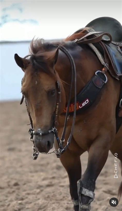 Pin De Pedro Kaio Em Salvamentos R Pidos Em Cavalos De Vaquejada