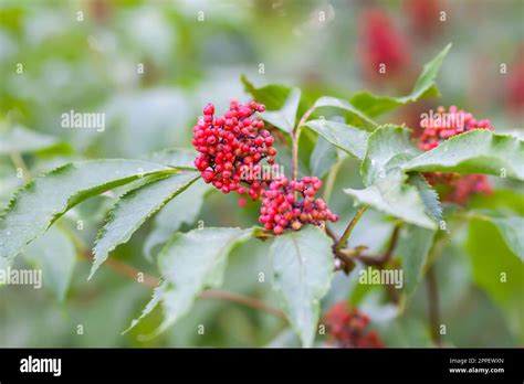 Bush Of Red Elderberry Plant Sambucus Racemosa Stock Photo Alamy