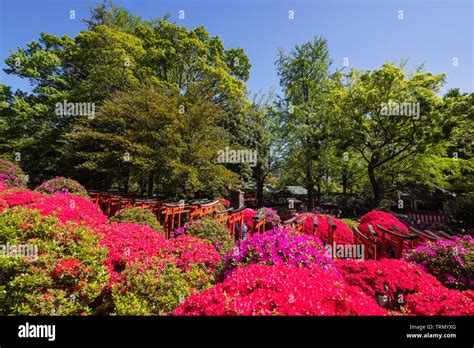 Asia Japan Tokyo Nezu Shrine Azaleas Rhododendron Genus Part Of