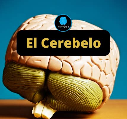 Examen Mental O Examen Del Estado Mental Psico Guia