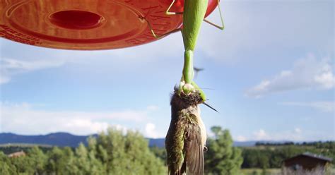 Praying Mantis vs. Hummingbird | Audubon