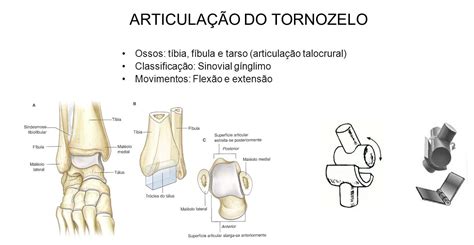 Torções de Tornozelo Daniel Bohn