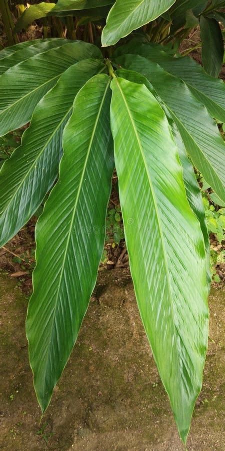 Green cardamom stock photo. Image of plant, cardamom - 110674786