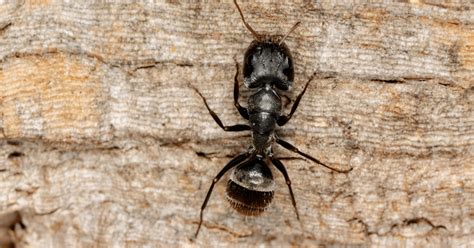 Signs Of Carpenter Ants How To Get Rid Of Carpenter Ants 48 Off