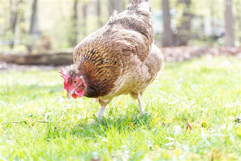 Chicken Combs And Wattles Everything You Wanted To Know Grubbly Farms