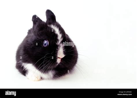 Hasi hi-res stock photography and images - Alamy