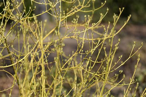 How to Grow and Care for Yellow-Twig Dogwood Shrubs