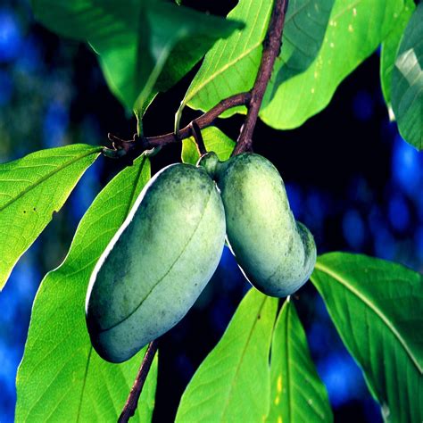 Stratified Paw Paw Fruit Tree Seeds Asimina Triloba Indian Banana Hardy Plant Ebay