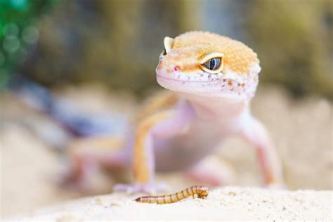 The Leopard Gecko Diet: What food do they eat? • Terrarium Quest