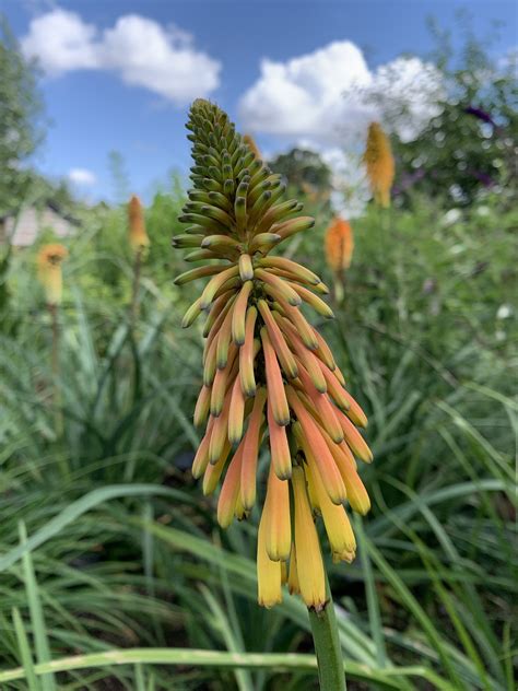 Kniphofia Thomsonii Kichocheo Andy Gladman