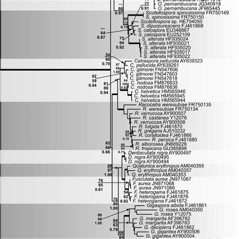 Gigasporales Partial Lsu Rdna Sequence Based Phylogenetic Tree Rooted