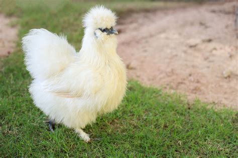 White Silkie Chicken