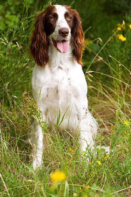 french spaniel - Animal Stock Photos - Kimballstock