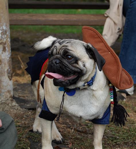 Cowboy Pug K Bot Flickr