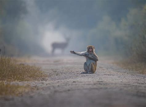 Air guitar kangaroo wins Comedy Wildlife Photography Awards 2023
