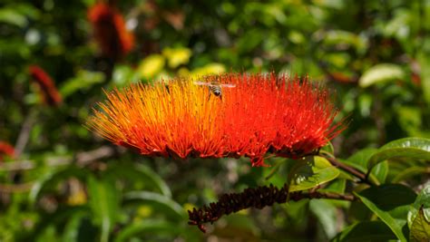 Best Flowering Vine Plants | Pinder's Nursery | Blog