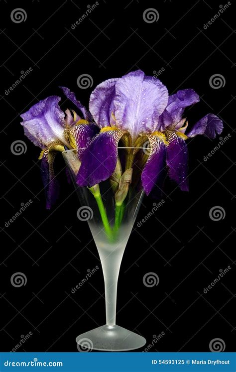 Purple Iris Bouquet in Stemware Stock Image - Image of flower ...